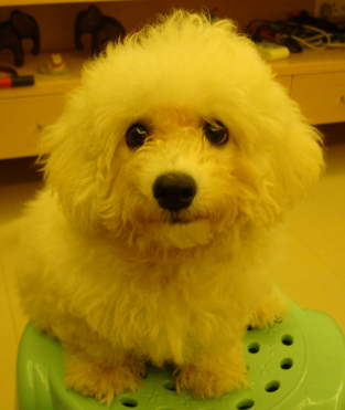 Foring's lovely dog