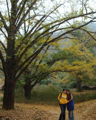 Village of Ginkgo Tree--Haiyang