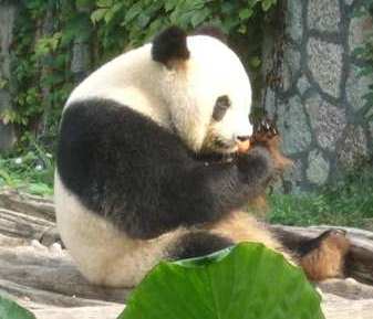 New Panda Star Meixin and Fengyi in Guilin Zoo