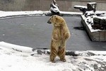 Beijing Zoo Bear