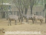 Beijing Zoo Zebra