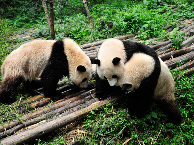 Chongqing Zoo 