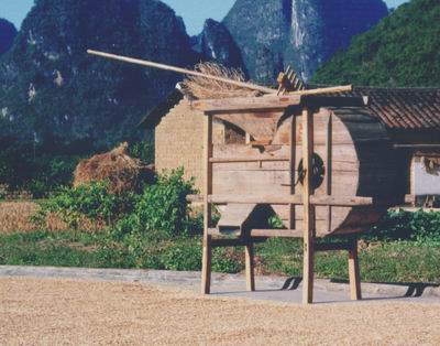 rice harvest in Guizhou