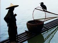 cormorant fishing on Li River