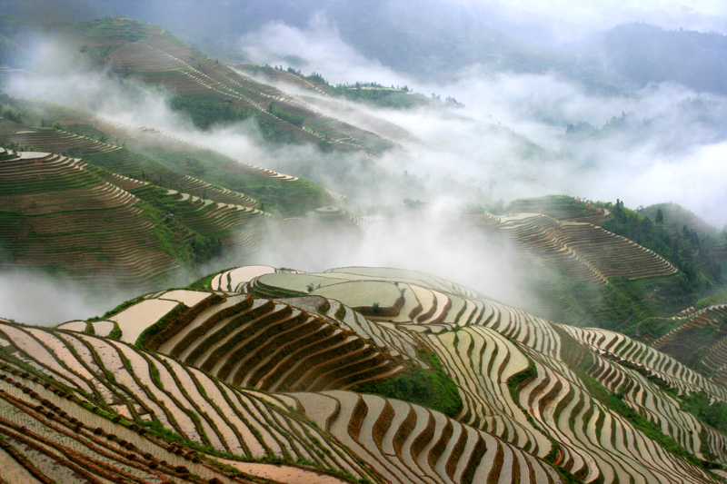 Jinkeng Rice Terrace