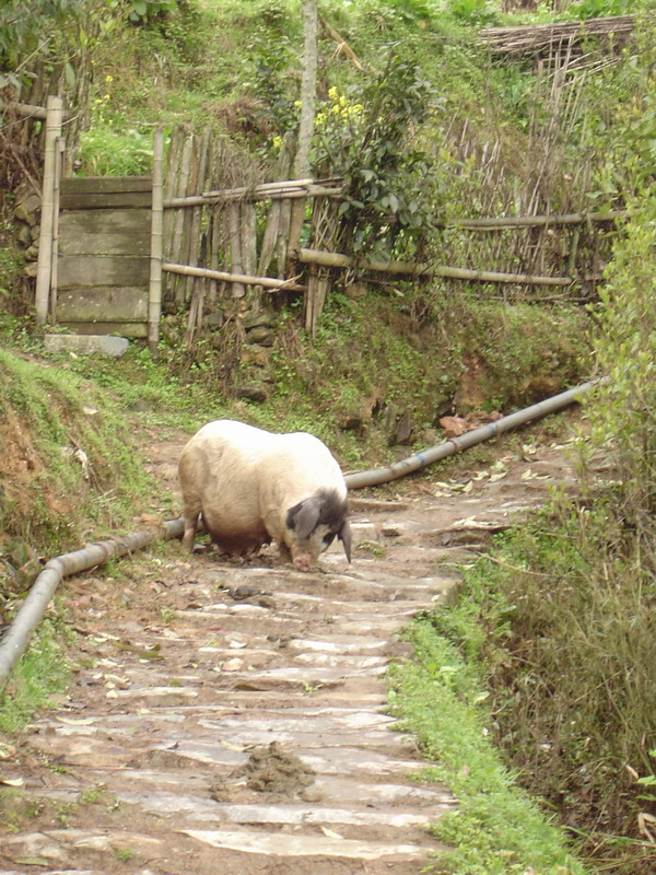 Jinkeng Rice Terrace