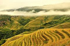 Longsheng Rice Terrace - autumn time