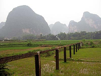 rice paddies surrounded by peaks, Yangshuo