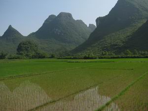 Rice Paddies Tour in Yangshuo