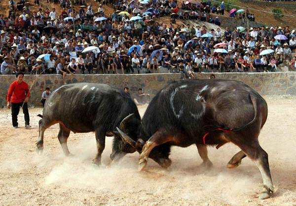 Bullfight Festival in Guzhang
