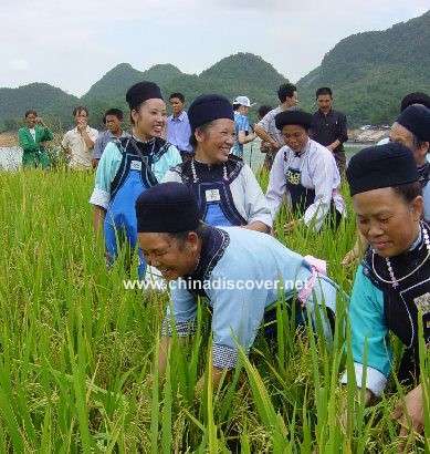 rice planting of dong ethnic