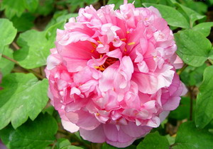 Luoyang Peony Festival