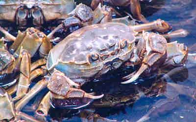Yangcheng Lake Crab