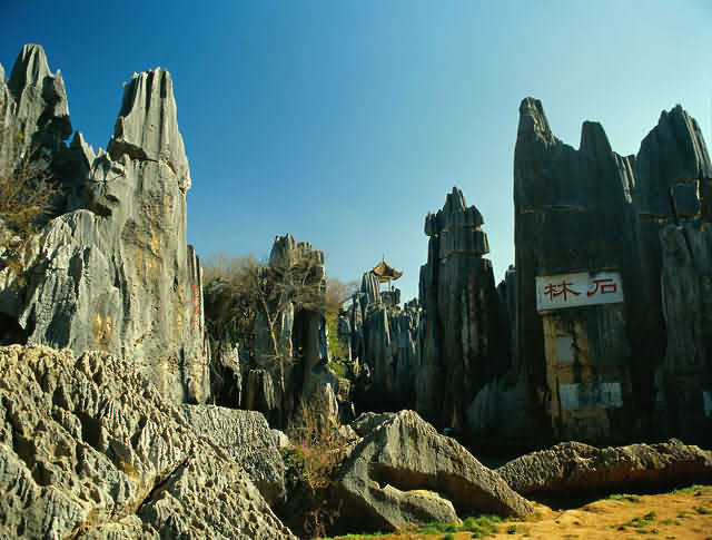 Stone Forest