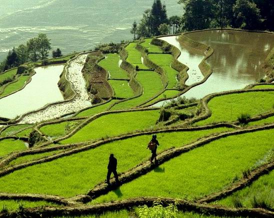 Rice Terraces, Yuanyang