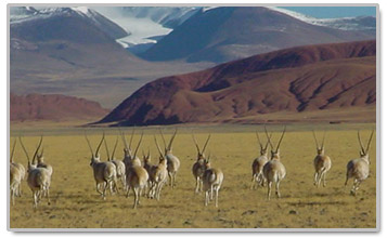 Tibetan Antelope
