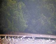 Shenzhen National Mangrove and Birdlife Natural Reserve