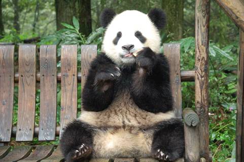 panda base chengdu