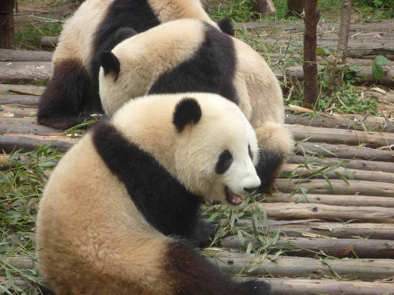 Panda