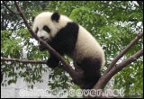 Wolong Panda